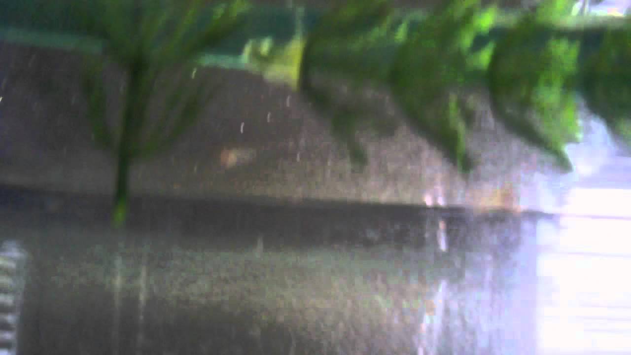 watershed Platy Fry!