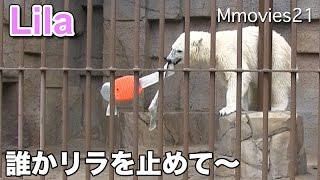Polar Bears are playing in energetic負けられないリラ! お立ち台から投げる
