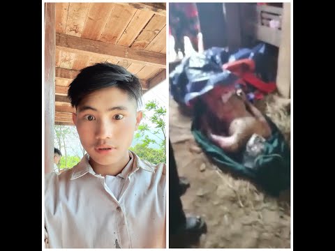 Video: Muaj Pes Tsawg Tus Dev Ntawm Cov Tsiaj Sib Txawv