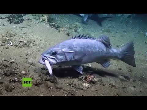 Captan a un enorme pez tragándose un tiburón vivo en EE.UU.