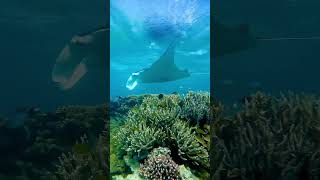 Magical Manta Ray Encounter #greatbarrierreef #ladymusgrave