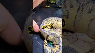 Hydration and humidity are key!  #molinarosnakelab #ballpython #africa #python #reptile #shorts #diy