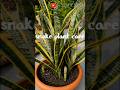 🪴 “Agar beginner ho to snake plant se better dost koi nahi 😍🌱”