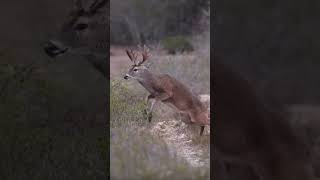 Perfect Sniper Shot on Deer  Clean Aim#SniperKill #OneShotOneKill #BeastMode