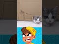 QUANTOS CENTÍMETROS UM GATO É CAPAZ DE ATRAVESSAR? 😱 IB: catlounge0418