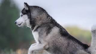 #Husky #Dog #Canada famous Dog All information in description