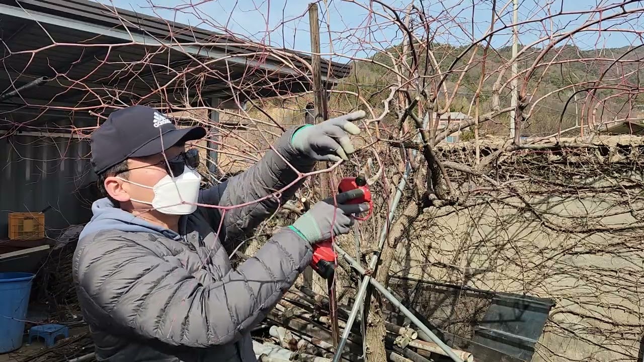 뒷마당 대추나무 전정작업 멍때리기(Zoning Out While Pruning My Backyard Jujube Tree) 2026년 2월 16일 #대추나무 #가지치기 #전정