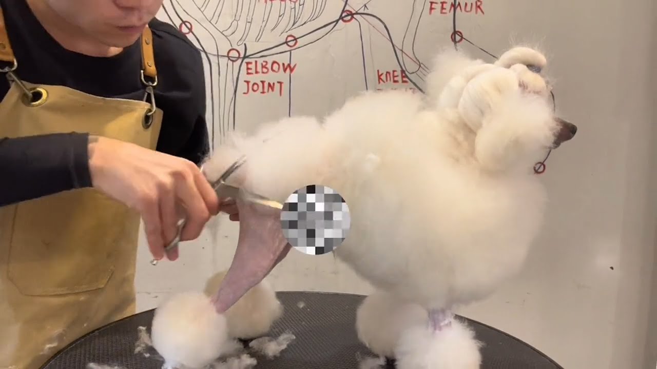 Top Quality Of Toys Poodle Puppy Grooming, Perfect!👍🏻 Puppy Grooming