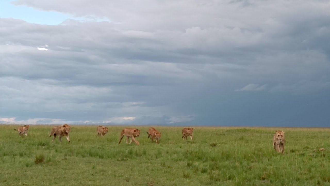 Lion pride finds a lioness completely alone in their territory