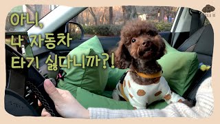 차 타기 싫어하는 푸들 자동차 적응기 with 카시트