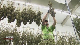 Behind The Scenes At Apollo Beachs Medical Cannabis Operation