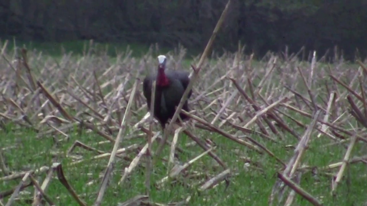 2017 Ontario Spring Turkey Hunting 