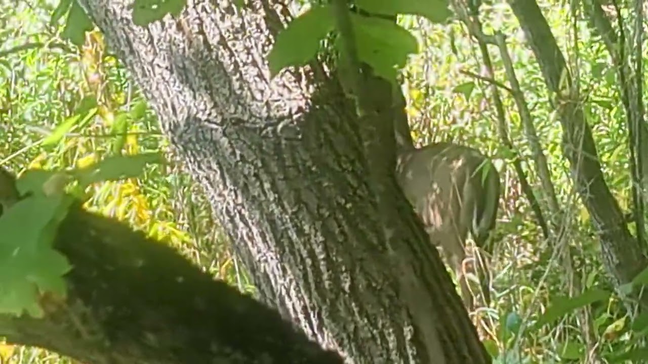 Deer hunting and look what I found 