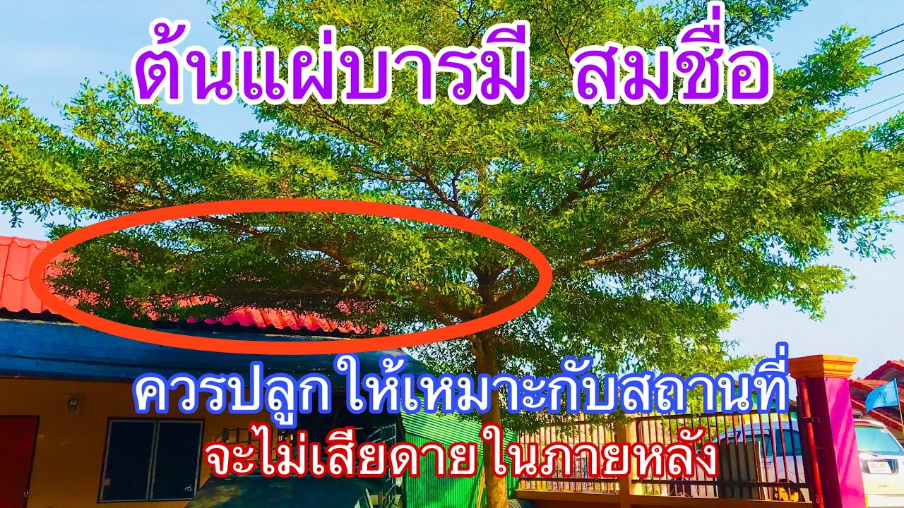 ต้น บารมี เศรษฐี  2022  ต้นแผ่บารมี สมชื่อ ควรปลูกให้เหมาะสมกับสถานที่ จะไม่เสียดายในภายหลัง