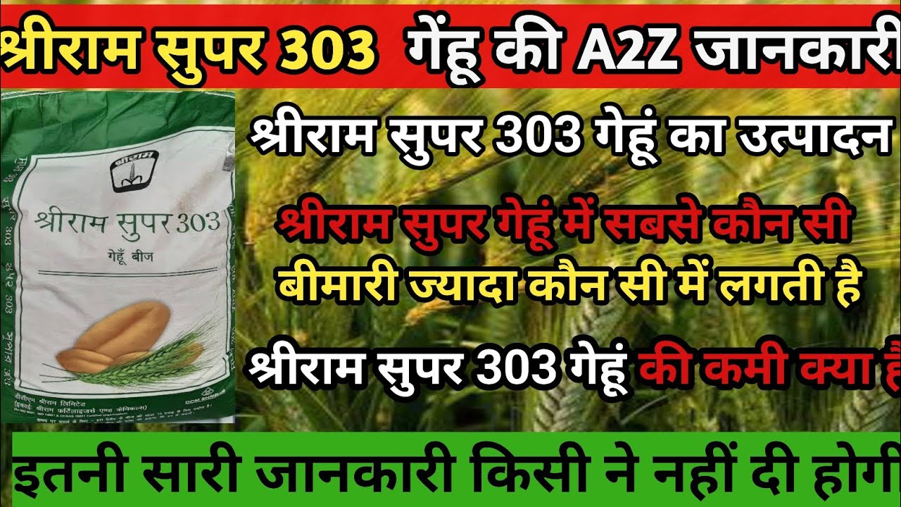 shri-ram-303-shriram-303-wheat-shriram-303-wheat-seed