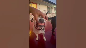 These Dogs Lol 
