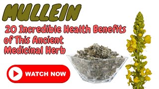mullein leaf || mullein flower || mullein plants || Benefits and side effects of mullein