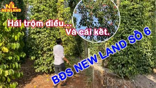 ❌ ĐÃ BÁN ❌&quot;HÁI TRỘM ĐIỀU VÀ CÁI KẾT&quot; [ BĐS NEWLAND SỐ 6 ]