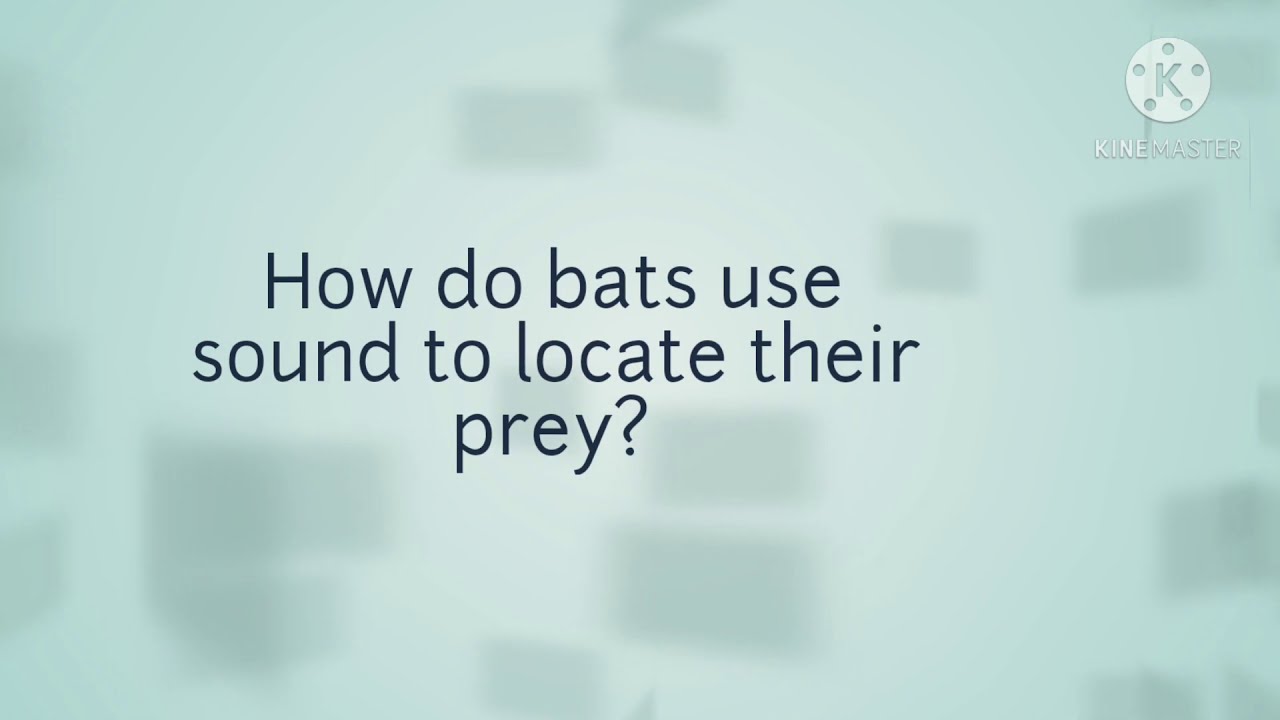 How do bats use sound to locate prey? YouTube