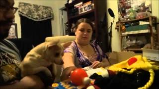 Bark Box Unboxing September 2015