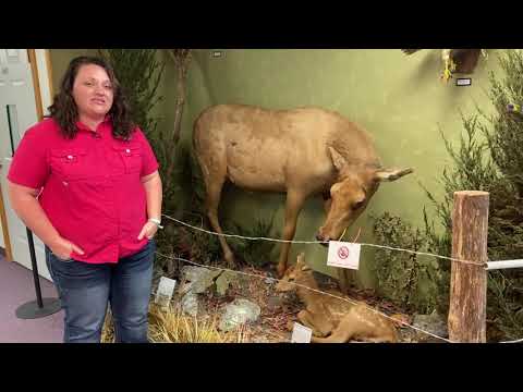 Video: Visite el Elk de Arkansas en Boxley Valley, Arkansas
