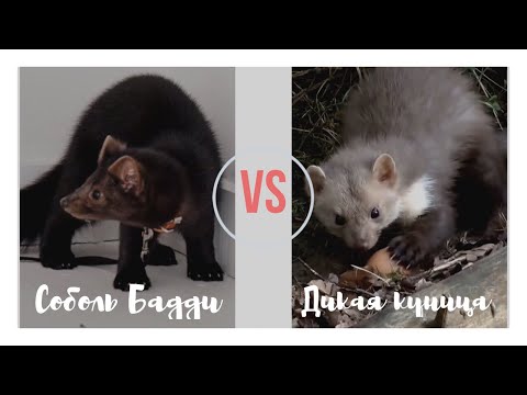 Домашний соболь vs дикая куница добыть яицо...