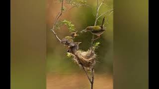 Masteran durasi pendek  burung MURAI BATU CIilin  kenari  Lovebird  prenjak betina cucak Jenggot