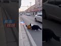 The dog saved its little owner when danger struck!