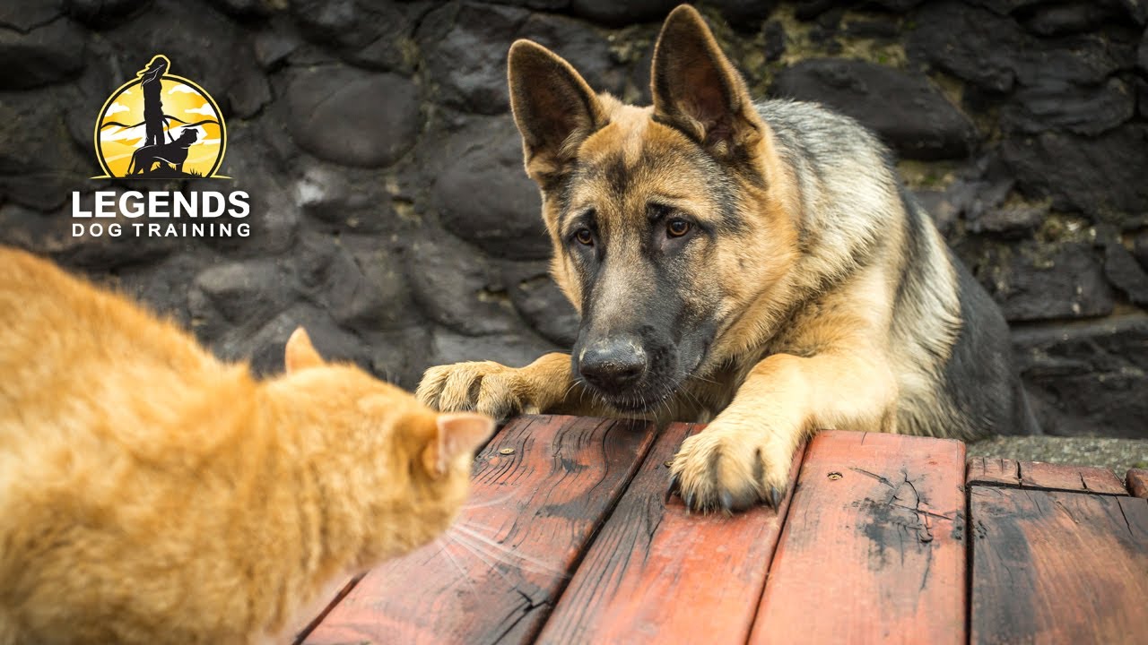 Can A Dog Be Trained To Like Cats?