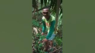 dapat kayu eboni khas sulawesi langsung eksekusi pakai chainsaw Stihl MS720/070 germany