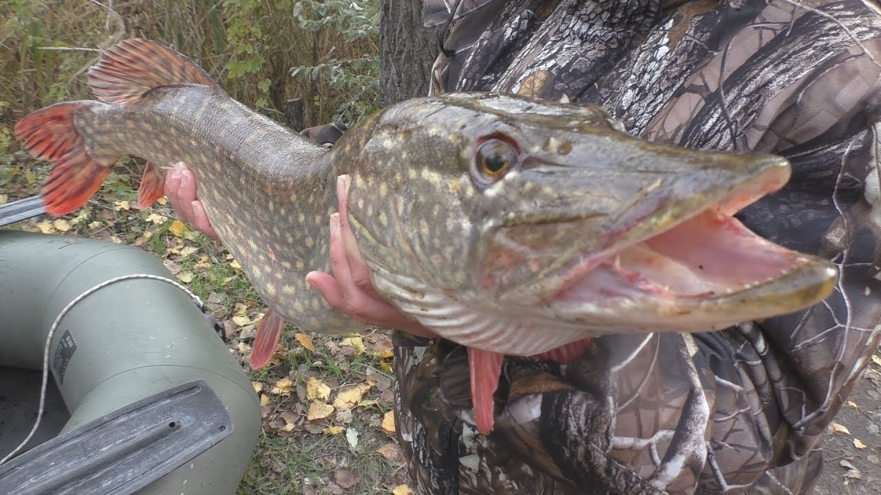 Рыбалка. Трофейная щука и ловля на живца. My fishing.