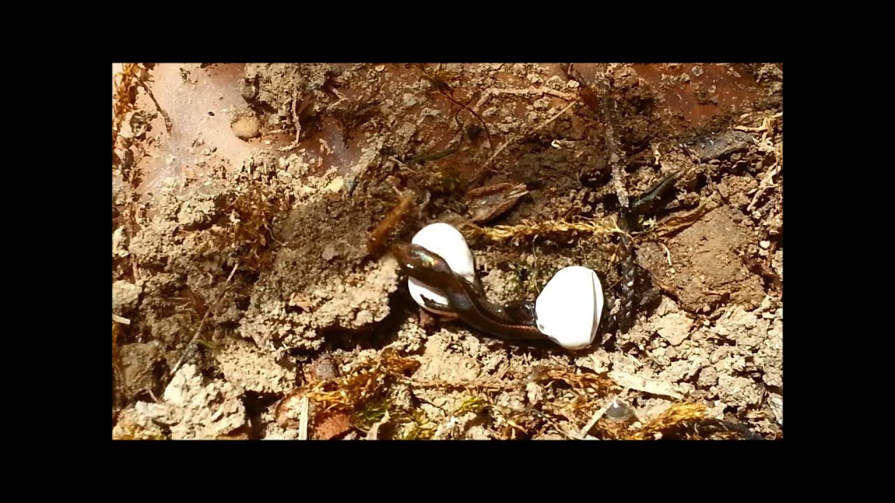 Common Garden Skink Egg Hatching Youtube