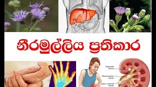 නීරමුල්ලිය ප්‍රතිකාරය | Neeramulliya (Ayurveda Marsh Barbel ) Treatments