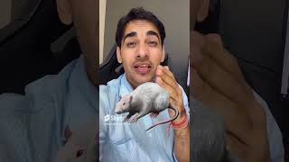 Mouse vs Rat difference in English  Daily Use English Words    #englishlovers #ytshorts #shorts