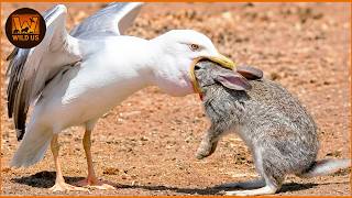 Deadliest Bird Attacks Caught on Camera | Wild Animals | The Most Dangerous Predators