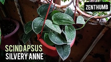 SCINDAPSUS SILVERY ANNE Propagation