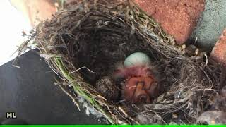 Baby Finches from egg to a little bird, growing up and flying away.  One baby bird dead.