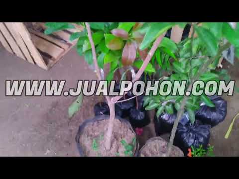 Jual Bibit Tanaman Pete Siap Kirim