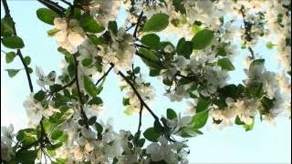 Maarivillinmel - Meenathil Thaalikettu