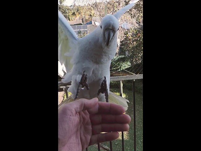 Super friendly wild Cockatoo 😍🤗 class=