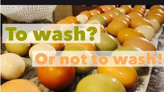 Should you wash fresh eggs? |why we sometimes do.