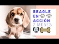 Beagle de 2 meses