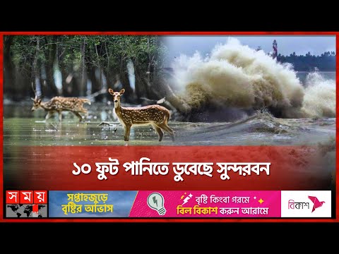 সুন্দরবনের প্রাণীগুলো কি বেঁচে আছে? | Cyclone Remal | Animals | Sundarban | Somoy TV