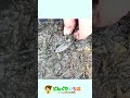 擬態？枯れ葉のような生き物【水生昆虫・ガサガサ】