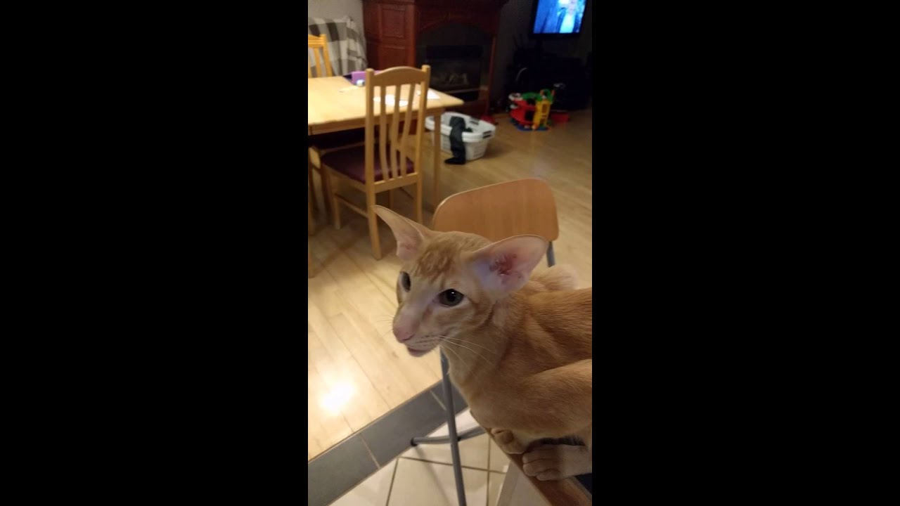 Oriental Shorthair Voice YouTube