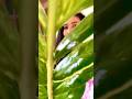 Verigatted zz plant🪴indoor plants identification🍀zamia plant🌿money plant🌱lucky plant/house plant