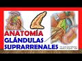 🥇 GLÁNDULAS SUPRARRENALES. Anatomía, ¡Fácil Explicación!