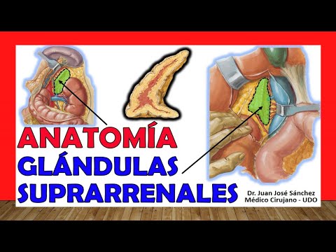 Video: ¿Qué son las arterias suprarrenales?