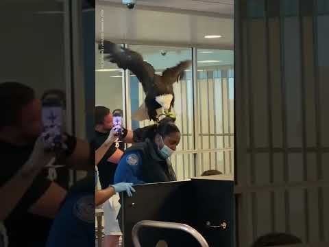 Bald eagle goes through TSA security checkpoint | USA TODAY #Shorts