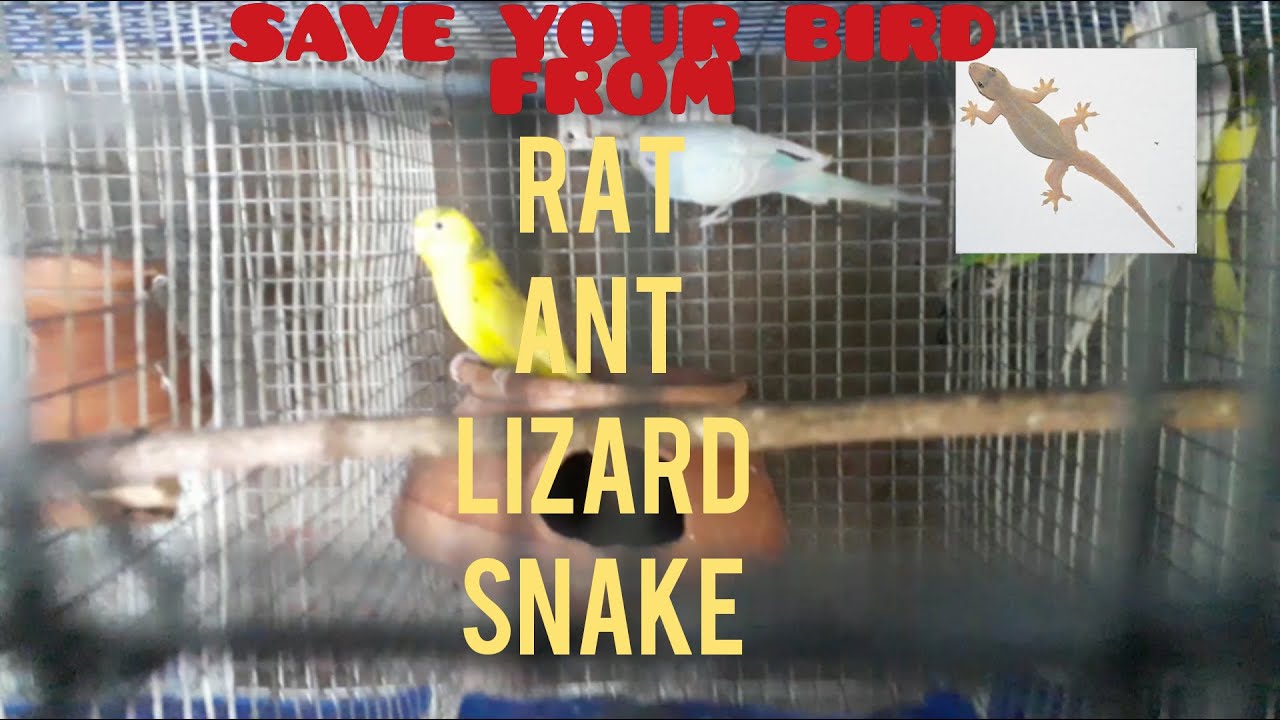 How to save your bird from Ant Rat Lizard Snake. 